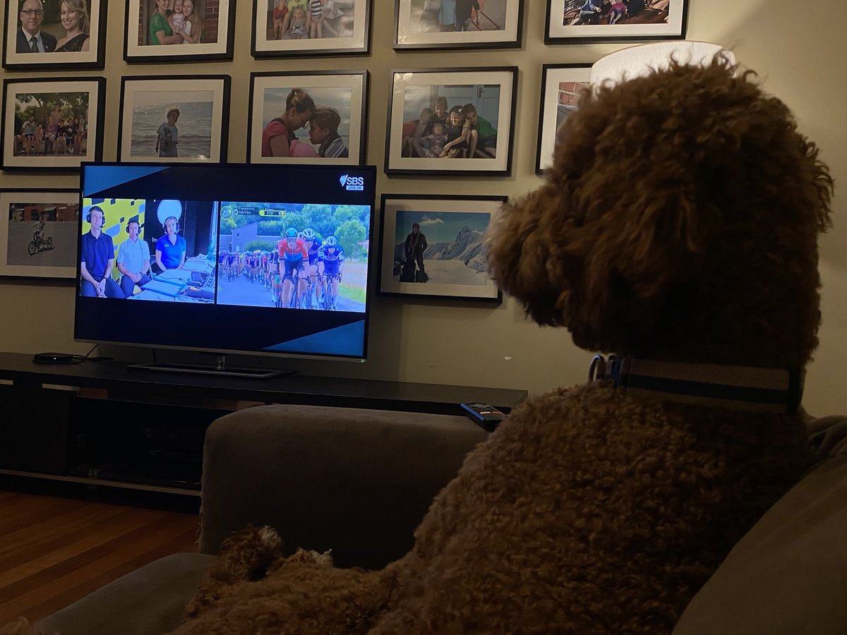 #tourdog #sbstdf #couchpeloton     Mabel the cycling beast watching SBS coverage.