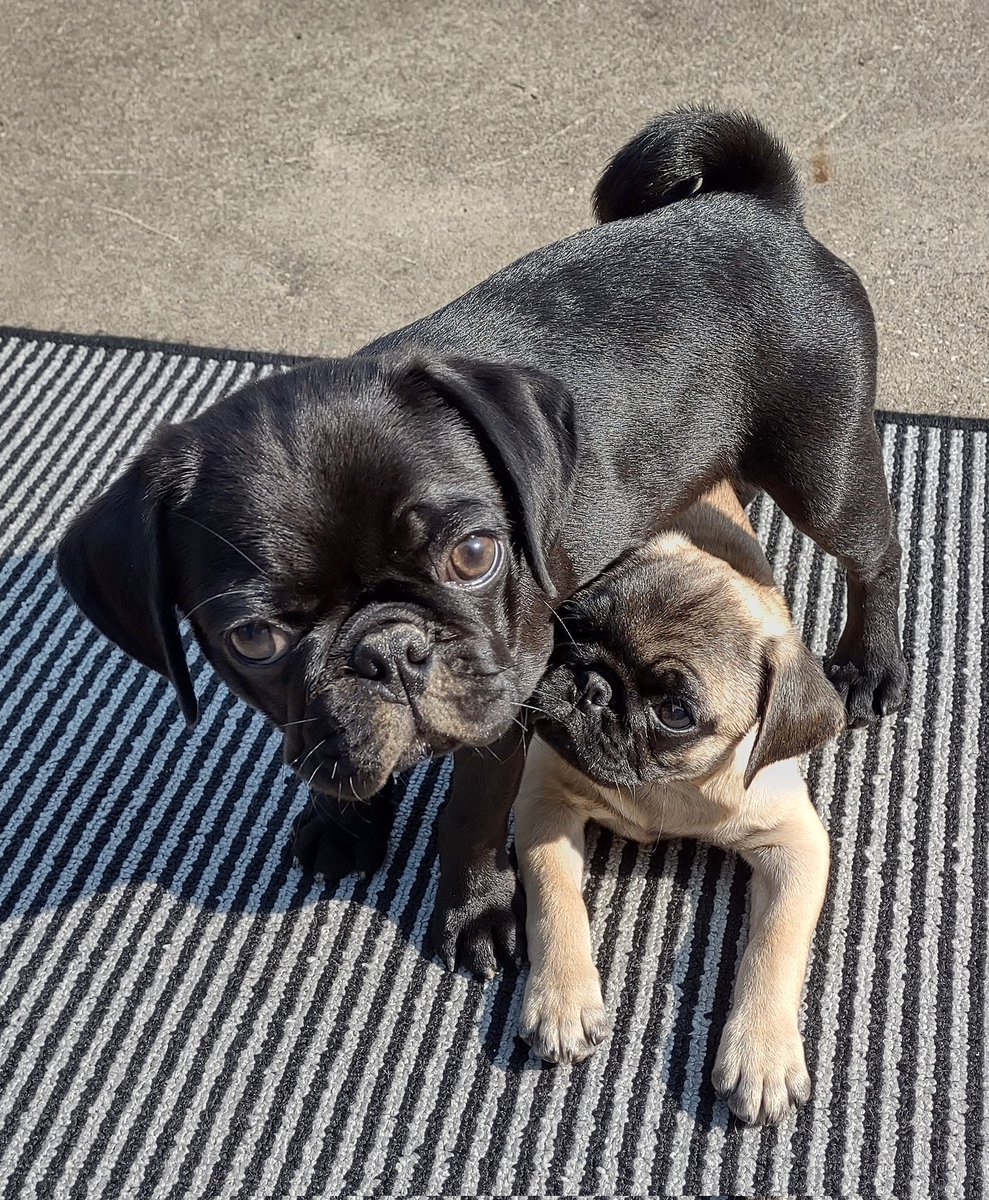 Angel Mushu😇🌈, Zinny🖤, Winny💓, Lucy tweet media