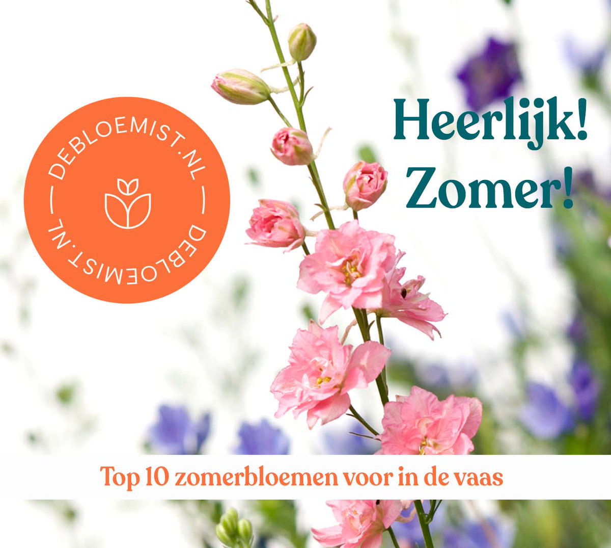 Blog: 10 echte zomerbloemen voor in een romantisch zomerboeket. Inspiratie over de bloeiwijze, geur en kleur en over zomerbloemen in de tuin.

ow.ly/tCa950OWlRE