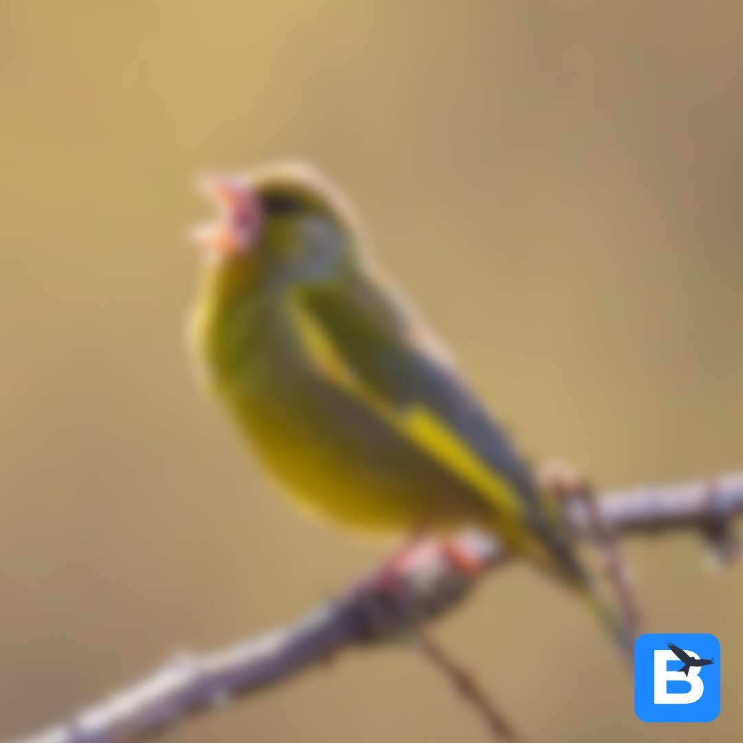birda_org's tweet photo. It's time for another Wildlife at Speed! What's this blurry bird?π€π€
Comment your guesses below and find out the answer tomorrow!
#birda #naturelovers #whatbird #wildlifeatspeed #birdID #birdidhelp #birding #birdwatching #whatbirdisthis #blurrybird #wildlifewednesday #ukbird https://t.co/qmAJYawwgQ