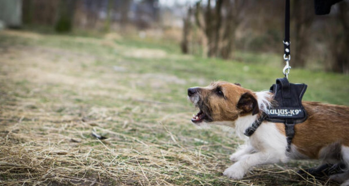 Understanding and Overcoming On-Leash Aggression in Dogs.
#onleashaggressiontraining #dogtraining #leashtraining #puppylove #puppytraining

talesfromtheleash.blogspot.com/2023/07/unders…
