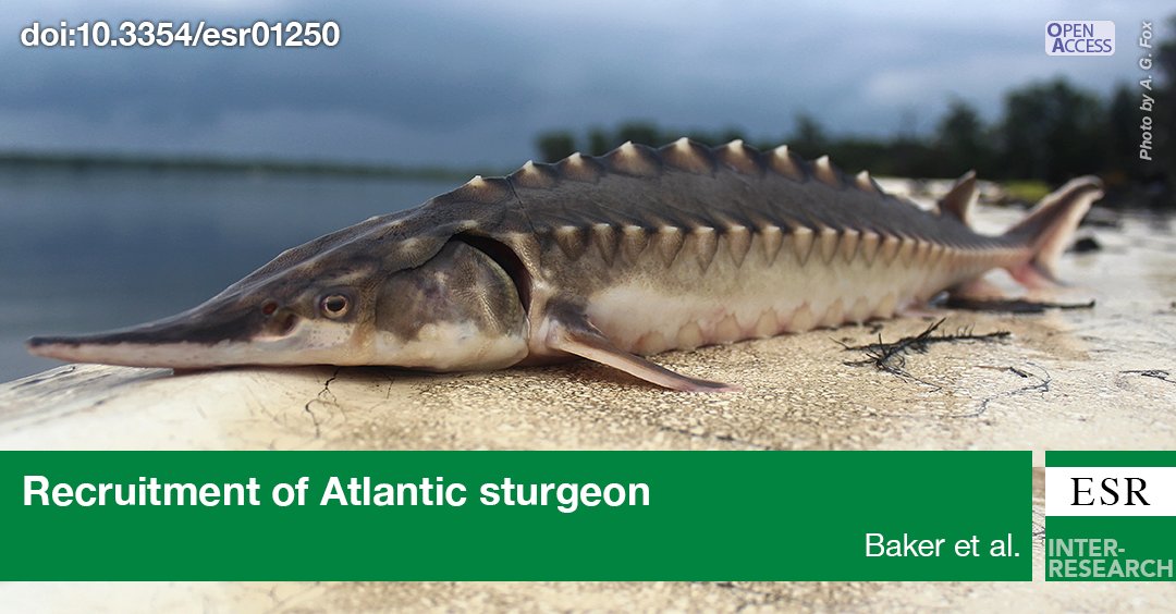 The Altamaha River in Georgia contains one of the largest populations of endangered Atlantic sturgeon in the southeastern United States. Two different mark-recapture models were used to quantify the age-1 recruitment classes from 2008–2020 bit.ly/esr_51_203