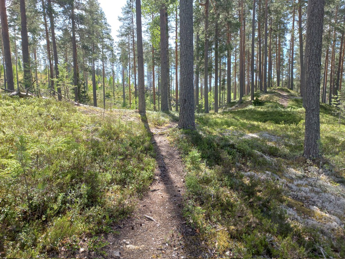 MKallasvuo's tweet photo. Hetkeksi #heippa näille juoksumaastoille, nähdään taas syksyn lomajaksolla - hyvässä lykyssä jo aikaisemminkin. Perjantaiksi kaivettava työmoodi esiin, eiköhän löytyne entiseen tapaan. #juoksu #polkujuoksu 🏃♀️ https://t.co/DKefohCo1G