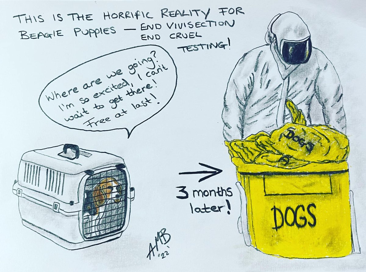 This is what happens to the puppies in vivisection labs! #theprocessofanimaltestinghasneverbeenscientificallyvalidated @CBUK10 @Halescamb @domdyer70 @SciTechgovuk @cbuk22