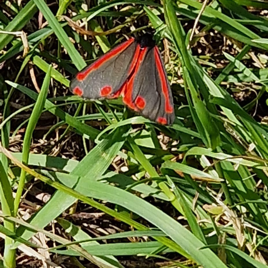 The Cinnabar Moth visitor 🦋
Did you know, the cinnabar is named after the red mineral, Cinnabar, an ore of the metal Mercury!
#cinnabarmoth #cinnabar #thewildlifetrusts #moth