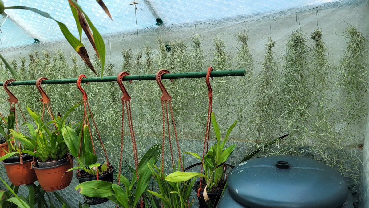 rockerblonde's tweet photo. Been doing a bit more propagation at home, with some plants as well as chopping up orchids. Also adding to the houseplants for future propagation. #gardening #plants #greenhouse #growing #lotsofplants #newplants https://t.co/jiJph87FEQ