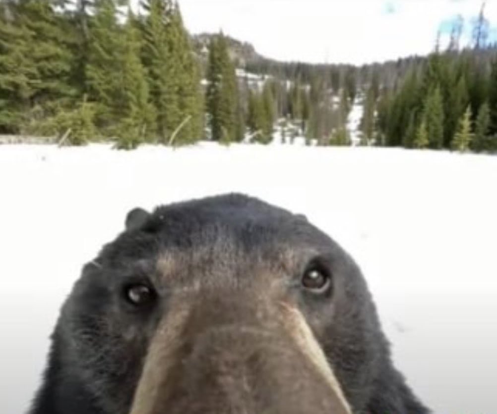 BearPosting's tweet image. Nose
