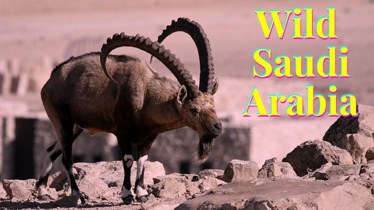 Junayedsebly's tweet photo. Only 20 types of mammals are found in Saudi Arabian Wild Habitats. 
Video link - https://t.co/Qzx6IGLYAI https://t.co/9061ZE43Al