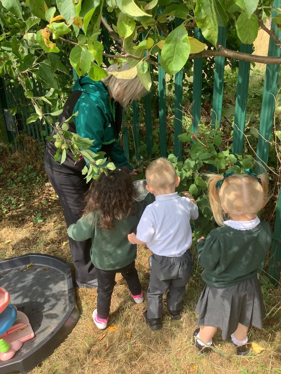 This afternoon the children have been outside picking some raspberries to try at snack. #raspberrypicking #understandingtheworld @TeamPastoral @OrchardPrimaryA