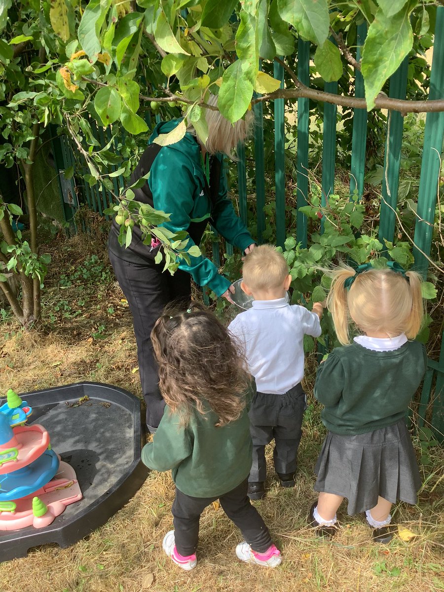 pa_orchard's tweet image. This afternoon the children have been outside picking some raspberries to try at snack. #raspberrypicking #understandingtheworld @TeamPastoral @OrchardPrimaryA