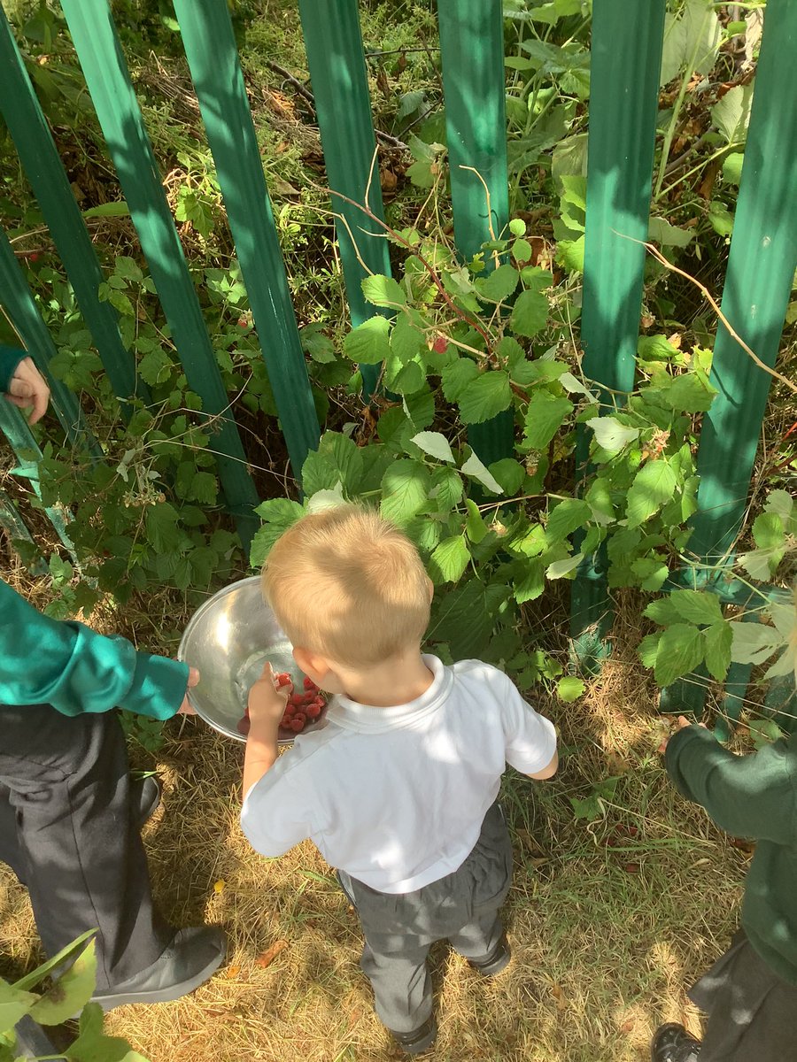 pa_orchard's tweet image. This afternoon the children have been outside picking some raspberries to try at snack. #raspberrypicking #understandingtheworld @TeamPastoral @OrchardPrimaryA