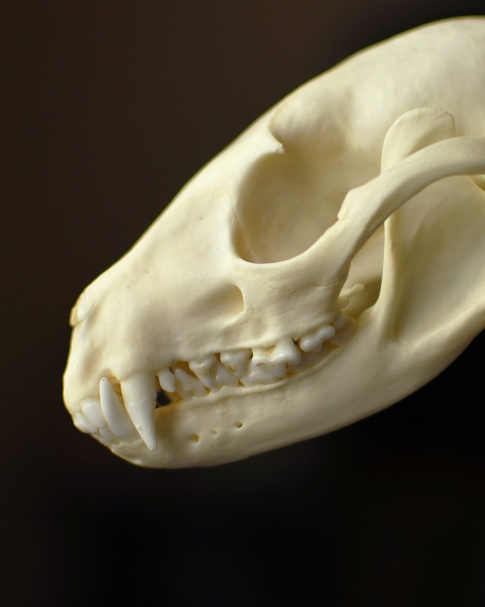 honetohane's tweet photo. 歯の欠けがなく揃っていてきれい
#ハクビシン #骨格標本 #specimen #maskedmusang #animalbones #japaneseanimals #mammal https://t.co/VMDQB9CXML