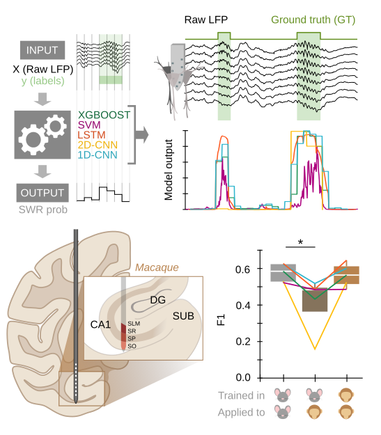 I'm SUPER happy to present a new <a href="/biorxivpreprint/">bioRxiv</a>, very dear to me for all the fun work behind! 😊💫 Teaming with <a href="/adrubio1999/">Adrian Rubio</a>, <a href="/LMPrida/">Liset M de la Prida</a> &amp; <a href="/perpl_lab/">Kari Hoffman</a> lab, we analyse &amp; compare multiple ML architectures for SWR detection in🐭&amp;🐵!
⚙️github.com/PridaLab/rippl…
➡️biorxiv.org/content/10.110…