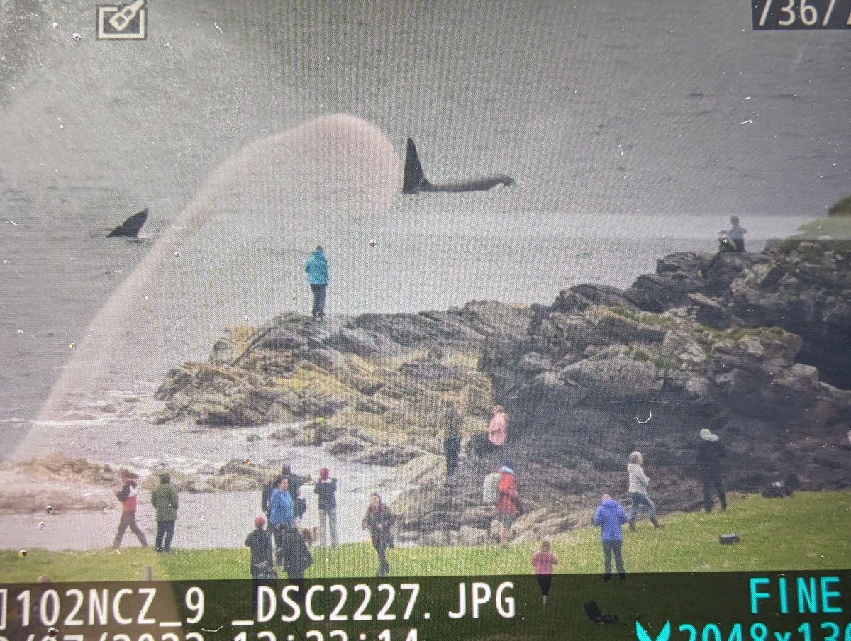 Orcas entertaining the crowds today in Shetland