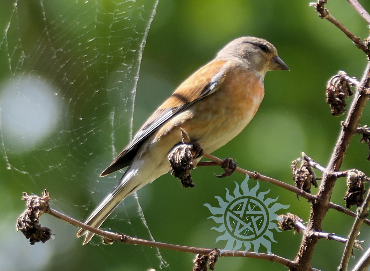 Suou88's tweet photo. I’ve a few cute visitors at work. Today I brought my new cam to test it. I think it works quite well. Though this little fellas are very fast and scared away easily. 😁
#birdwatch #photograghy #newcam https://t.co/89bAOJWbev