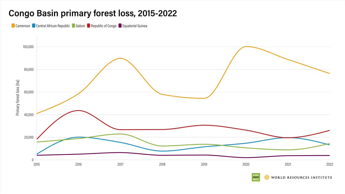 Small-scale agriculture & charcoal production were the main drivers of primary forest loss in the #CongoBasin in 2022. Limited access to electricity + widespread poverty contribute to the reliance on forests for food & energy.

More on #GlobalForestReview: gfw.global/3Libahx