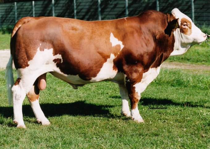 patrick leenders tweet media