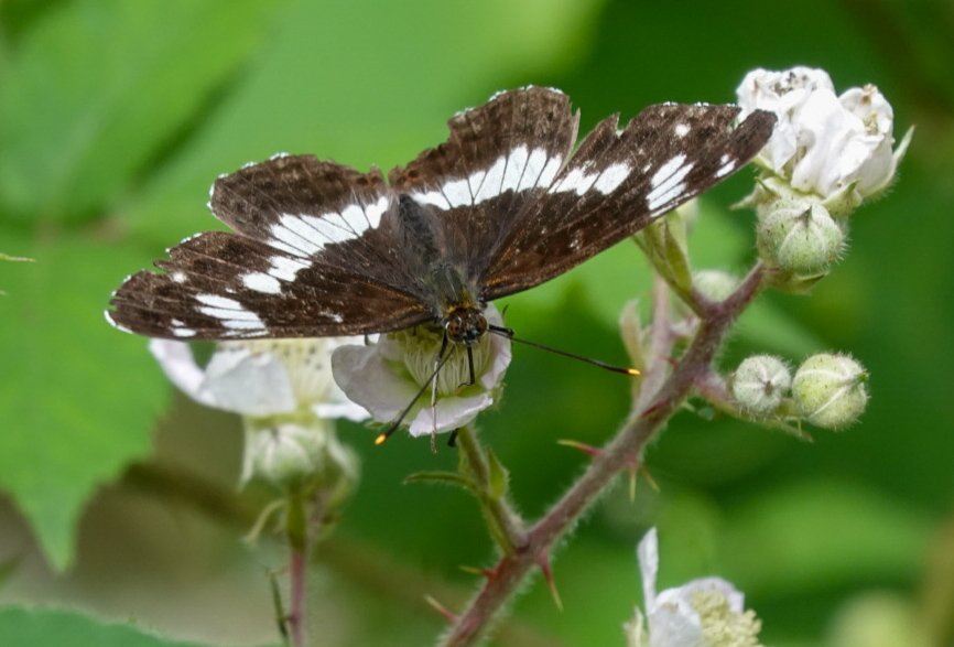 John C (@john1coakley) on Twitter photo A surprisingly good butterfly transect this morning at Brandon Woods . Stars of the show with 3 of each were Purple Emperor , Silver-washed Fritillary & White Admiral . <a href="/BCWarwickshire/">BC Warwickshire</a> <a href="/savebutterflies/">Butterfly Conservation 🦋</a> . Pics Silver-washed Frit & White Admiral A surprisingly good butterfly transect this morning at Brandon Woods . Stars of the show with 3 of each were Purple Emperor , Silver-washed Fritillary & White Admiral . <a href="/BCWarwickshire/">BC Warwickshire</a> <a href="/savebutterflies/">Butterfly Conservation 🦋</a> . Pics Silver-washed Frit & White Admiral