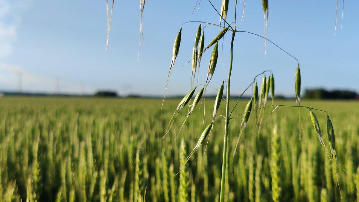 Hukkakauroja näkyvissä, kierrokset voi jo aloittaa 🔭
Hukkakauratkin ovat voineet taimettua epätasaisesti, joten lienee tarvetta useammalle kierrokselle vaikka torjunta-aineet olisikin ajettu. ‼️Älä usko legendaan ettei hukkakauroja olisi syyskasveilla vaan tarkasta myös ne!! ‼️