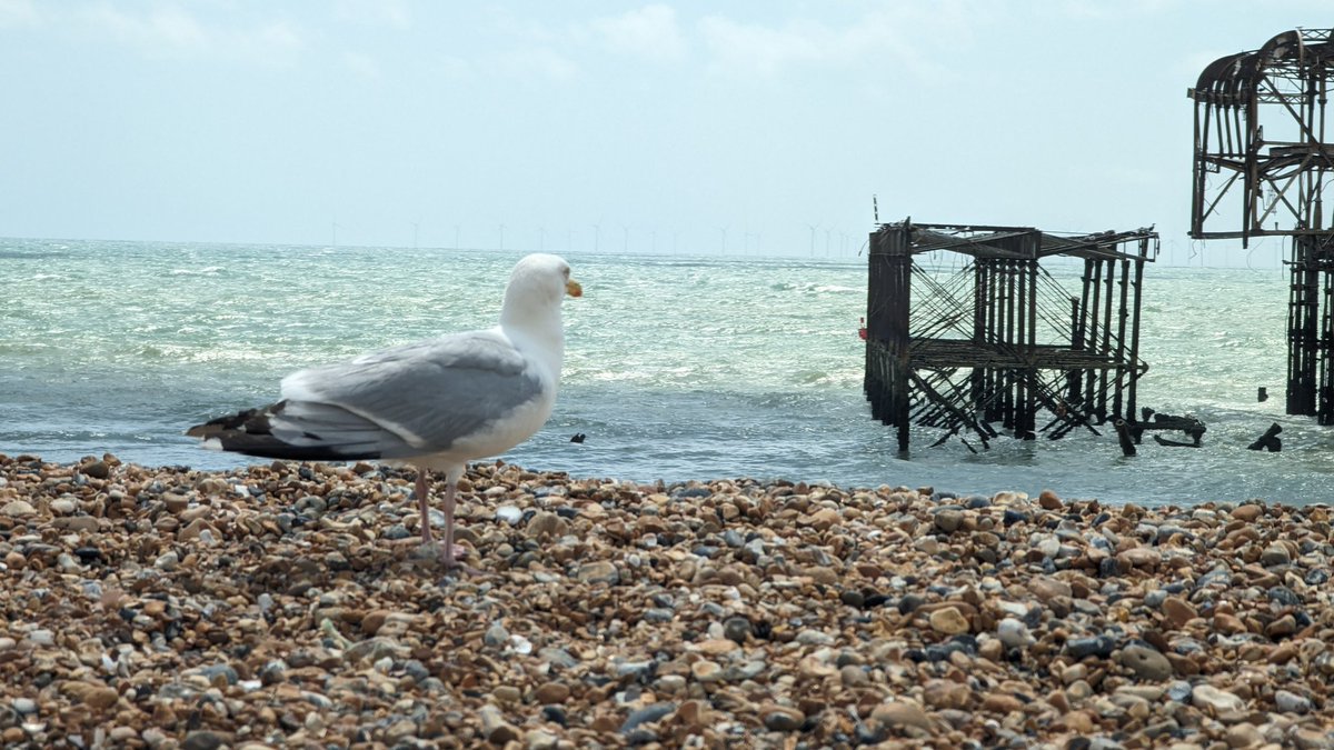 A seagull makes a surprise appearance at <a href="/developconf/">Develop:Brighton 2026</a>