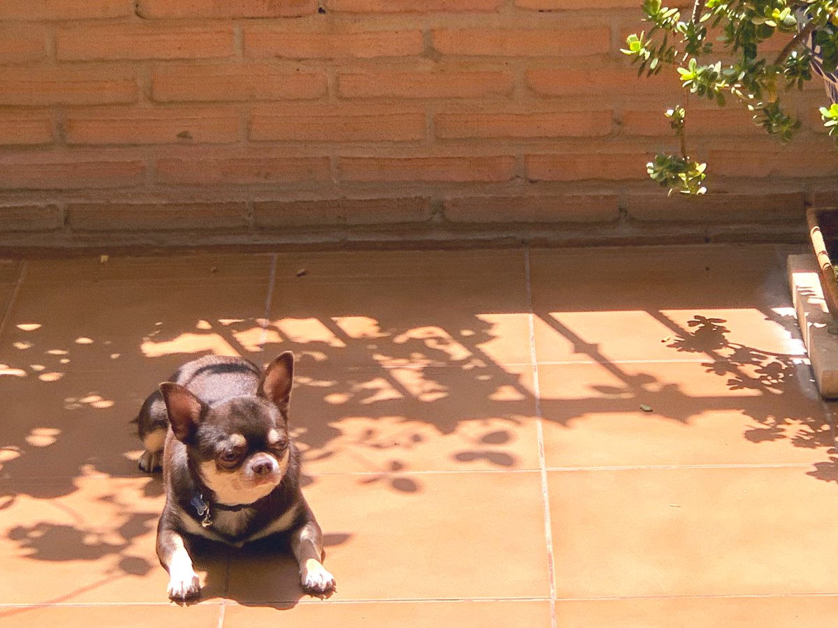 MariMacarmen's tweet photo. Chihuahueño🌵 legítimo,
43º a la sombra y el chaparrito busca el sol.
#PerritoCaliente 🌭
#kinder🐾 🇲🇽 https://t.co/qOd7ioVS5P