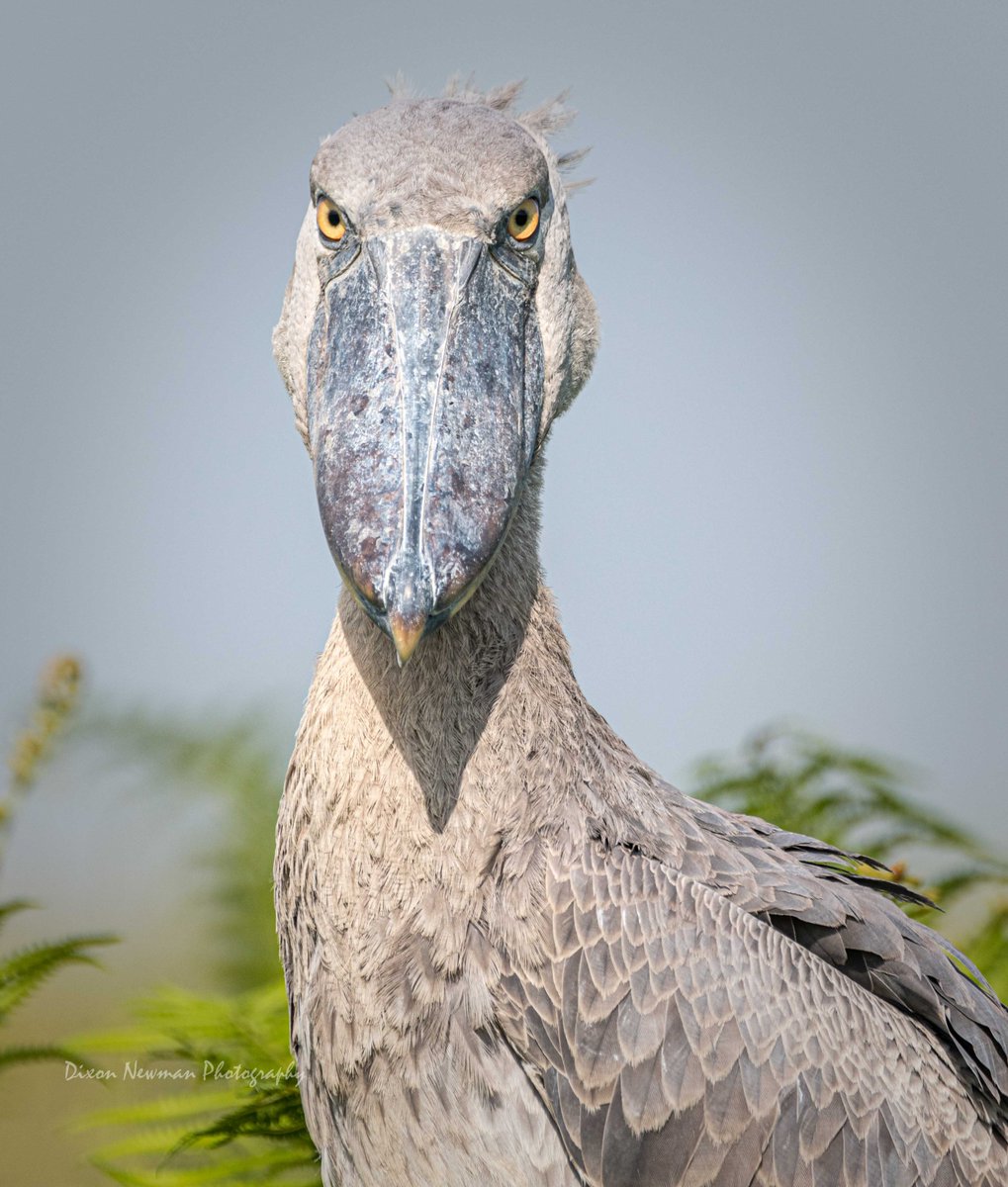 Dixon Newman Photography tweet media