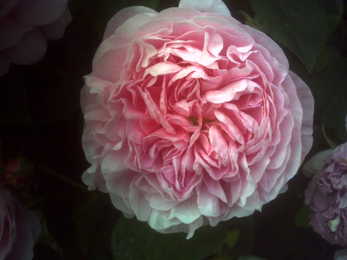 toy_tam69's tweet image. 「digital harinezumi 初代」で撮影。
今高値で取引されてるんこのカメラ。
電池の蓋も割れてるので、きちんと閉まらないので黒い輪ゴムで抑えつけて、割れたところはボンドでガチガチにしてます。
#digitalharinezumi
#toycamera #トイデジ #トイカメラ
#キリトリセカイ #写真好きな人と繋がりたい