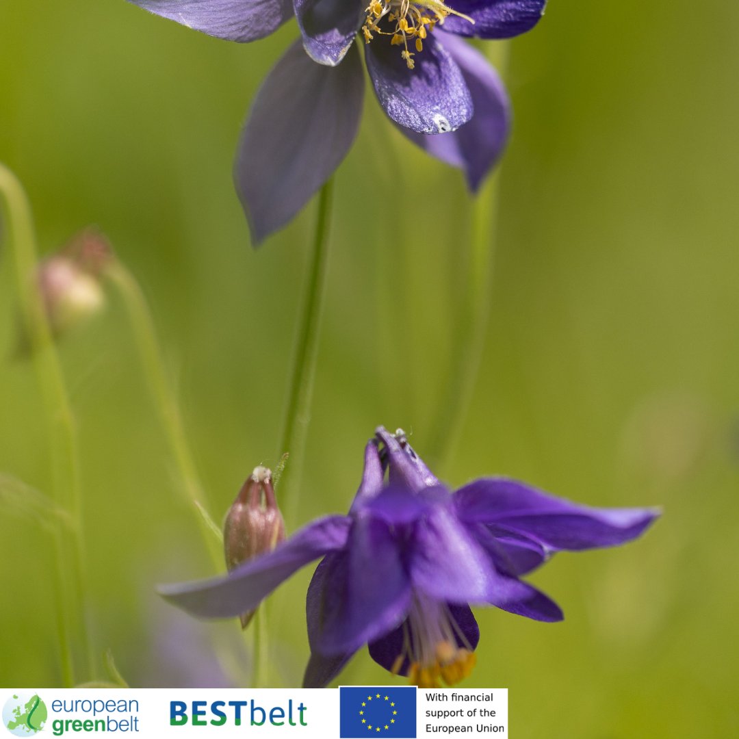 ReteItalia_EGB's tweet photo. New monitoring activities on Lusevera's alpine meadows for our #BESTbeltproject! Our botanist divided it in squares and classified the vegetation.
This colourful meadow sits right under Musi Mountains in a landscape of outstanding beauty.
#RIEGB #europeangreenbelt #un_env #egb https://t.co/fEVnzNOySk
