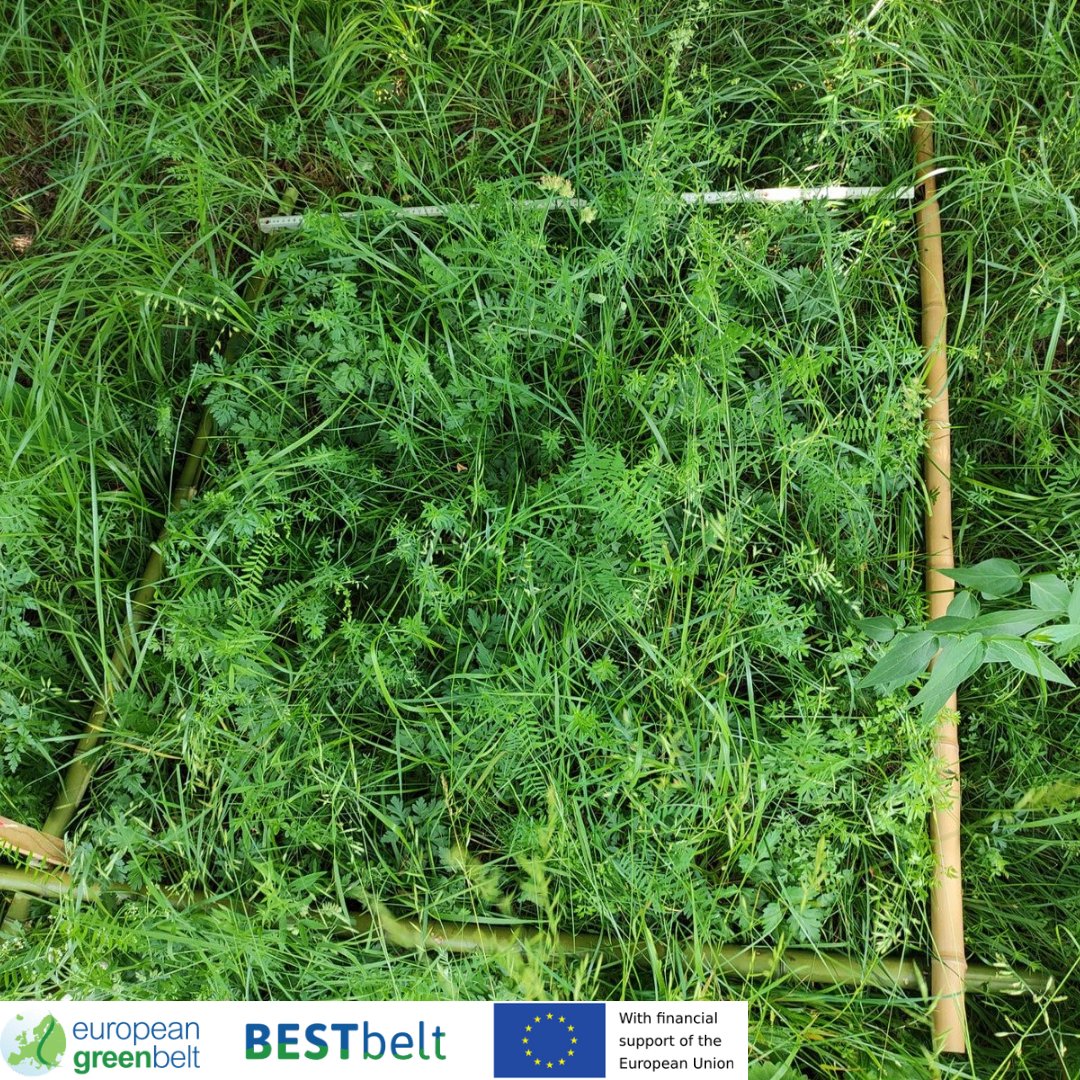ReteItalia_EGB's tweet photo. New monitoring activities on Lusevera's alpine meadows for our #BESTbeltproject! Our botanist divided it in squares and classified the vegetation.
This colourful meadow sits right under Musi Mountains in a landscape of outstanding beauty.
#RIEGB #europeangreenbelt #un_env #egb https://t.co/fEVnzNOySk