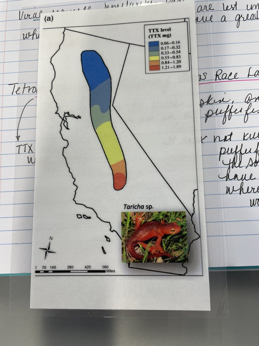 ahk10's tweet image. Day 3 is about to get started @HAEdOutreach GTAC Unity &amp;amp; Diversity. Here are some pictures from day 2! Phylogenetic tree building, TTX coevolution, and the amazing @JenHutchEDU   ♥️🧬👩🏻‍🔬