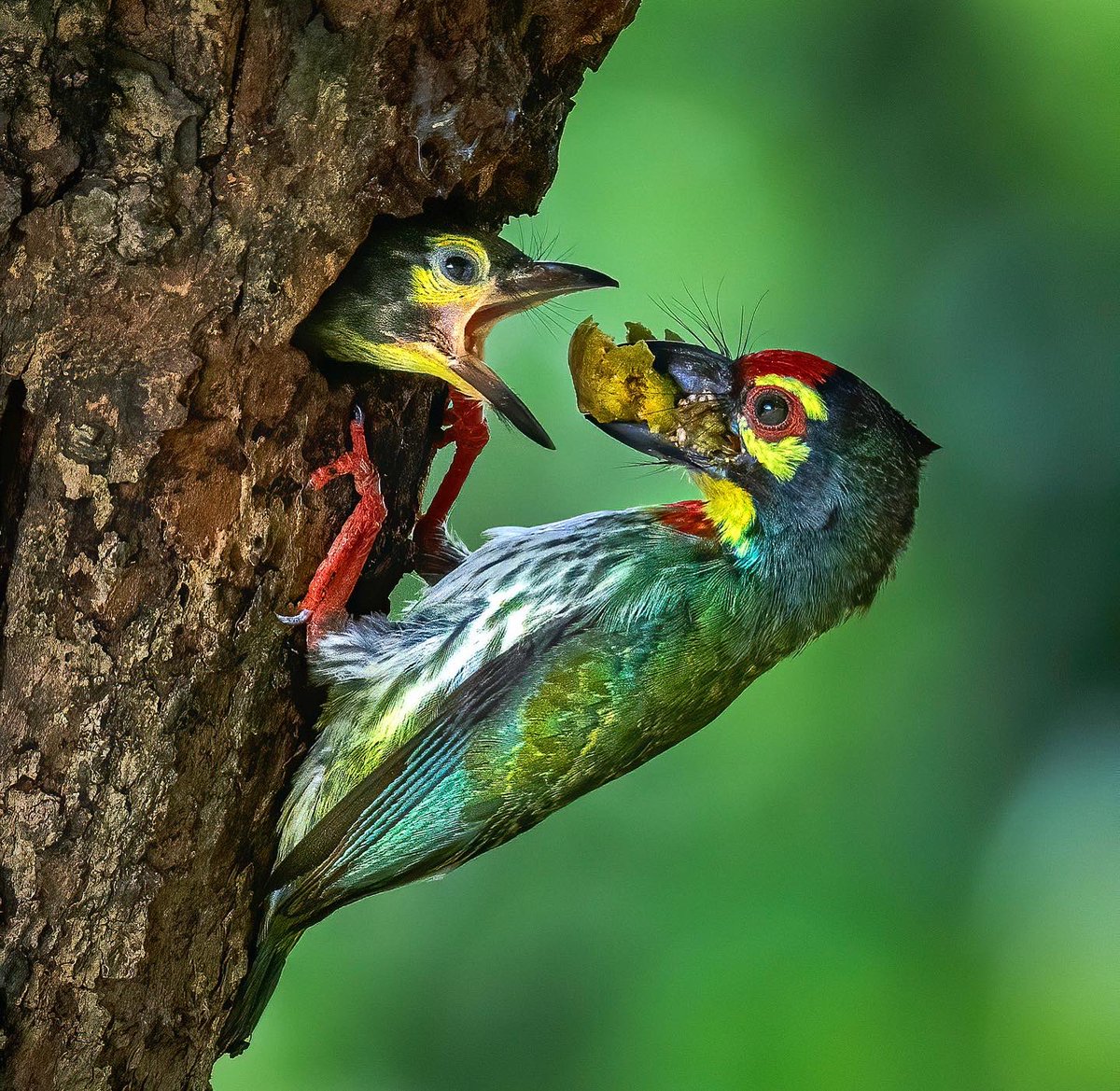 Ranabasak87's tweet photo. Breakfast at door step…
Bird ID: Coppersmith barbet
Camera: Nikon Z6, 500pf
Location: Kolkata, India.
#indiaves #bbewildlifepotd #natgeoindia
#NatGeo #ThePhotoHour #BirdsSeenin2023 #birds #bbceart #amazingnature https://t.co/GIMIMZAiOz