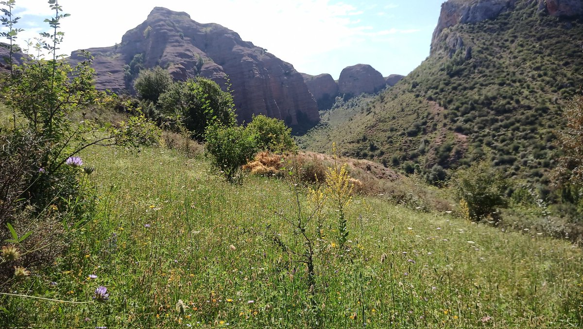 ⚠️ Muy buenas noticias! La ley de restauración de la naturaleza  #NatureRestorationLaw ha sido aprobada en la eurocámara. Esperamos que sea una herramienta que permita revertir eficazmente y con urgencia la pérdida de biodiversidad y ayudar a nuestros #polinizadores 🦋🐝🪲🐛🐜