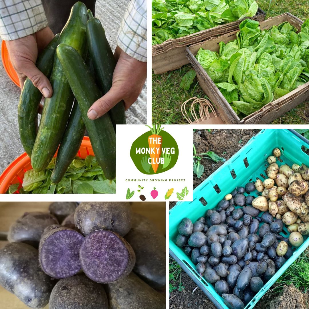 The Wonky Veg patch is producing some amazing, home-grown produce for the Farm Shop. Currently on the shelves are: 🥔 'Purple Majesty' New Potatoes - a tasty spud that is purple all the way through! 🥬 Little Gem Lettuces 🥒 Cucumbers The patch is also supplying the Café!👩‍🌾