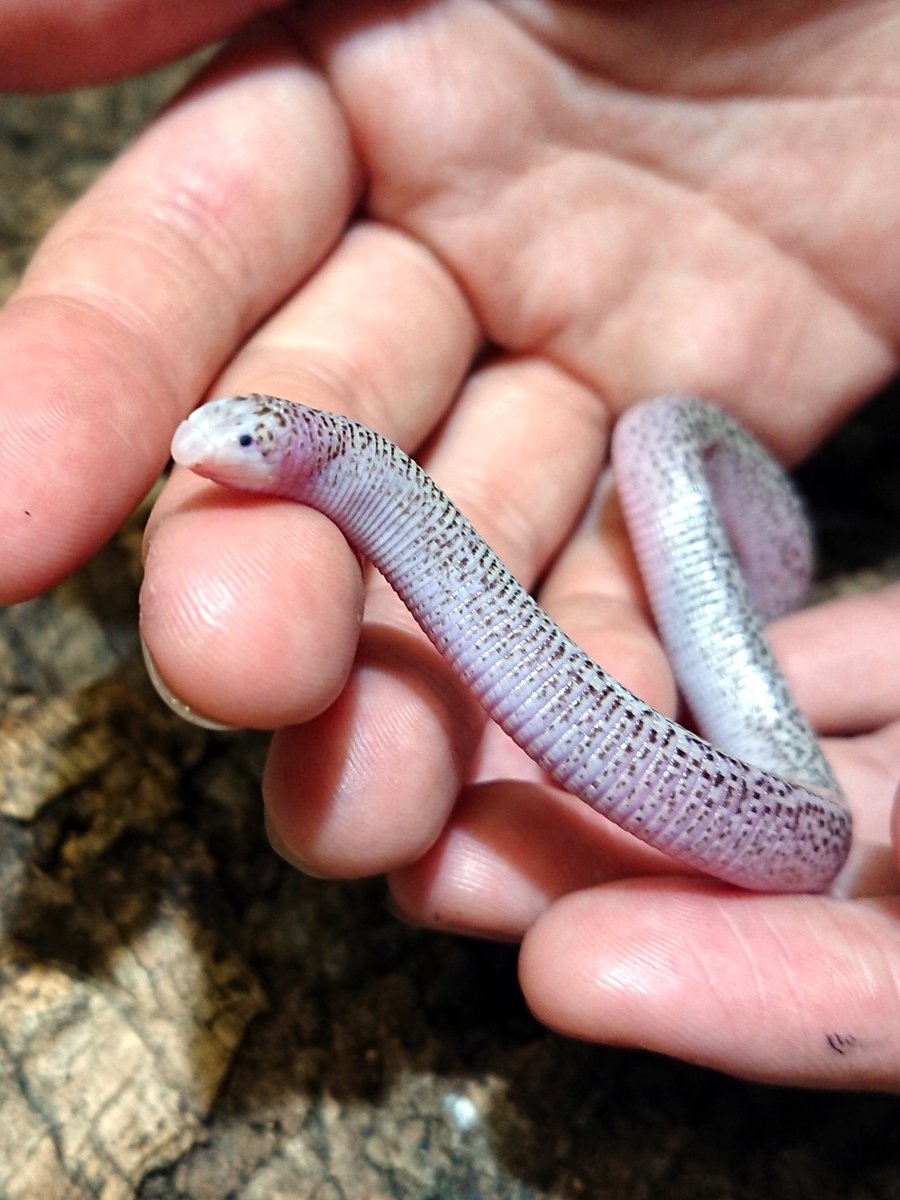 oryzareptile's tweet image. 今週末16日㈰は浅草で開催されます #アクアリウムバス に出展いたします
カメレオン中心にセレクトした両爬、新入荷したレア種、新顔も。
当ブースは4階の⭕印のところ。ぜひお立寄りください
@aquariumbus #アクバス
#ジャクソンカメレオン #アラビアガマトカゲ #アラビアミミズトカゲ