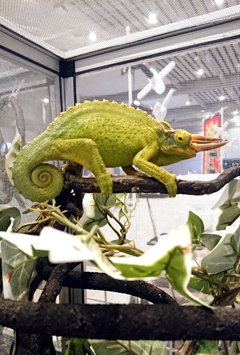 oryzareptile's tweet image. 今週末16日㈰は浅草で開催されます #アクアリウムバス に出展いたします
カメレオン中心にセレクトした両爬、新入荷したレア種、新顔も。
当ブースは4階の⭕印のところ。ぜひお立寄りください
@aquariumbus #アクバス
#ジャクソンカメレオン #アラビアガマトカゲ #アラビアミミズトカゲ