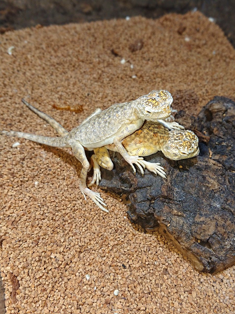 oryzareptile's tweet image. 今週末16日㈰は浅草で開催されます #アクアリウムバス に出展いたします
カメレオン中心にセレクトした両爬、新入荷したレア種、新顔も。
当ブースは4階の⭕印のところ。ぜひお立寄りください
@aquariumbus #アクバス
#ジャクソンカメレオン #アラビアガマトカゲ #アラビアミミズトカゲ