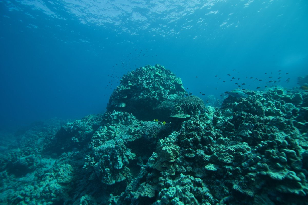 Acoustical Society of America tweet media