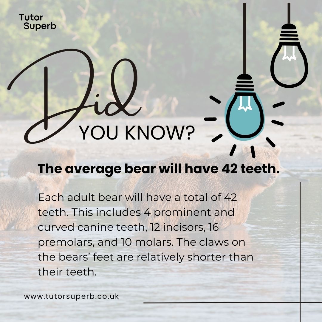 Did you know that the average bear has 42 teeth? 🐻🦷

#BearFact #TeethOfTheWild #NatureTrivia #RespectWildlife #TutorRegistration #EducationMatters #TutorSuperb #TutoringOpportunities #DoubleYourEarnings #TeachWithPassion #TutoringServices #RemoteLearning #DistanceLearning