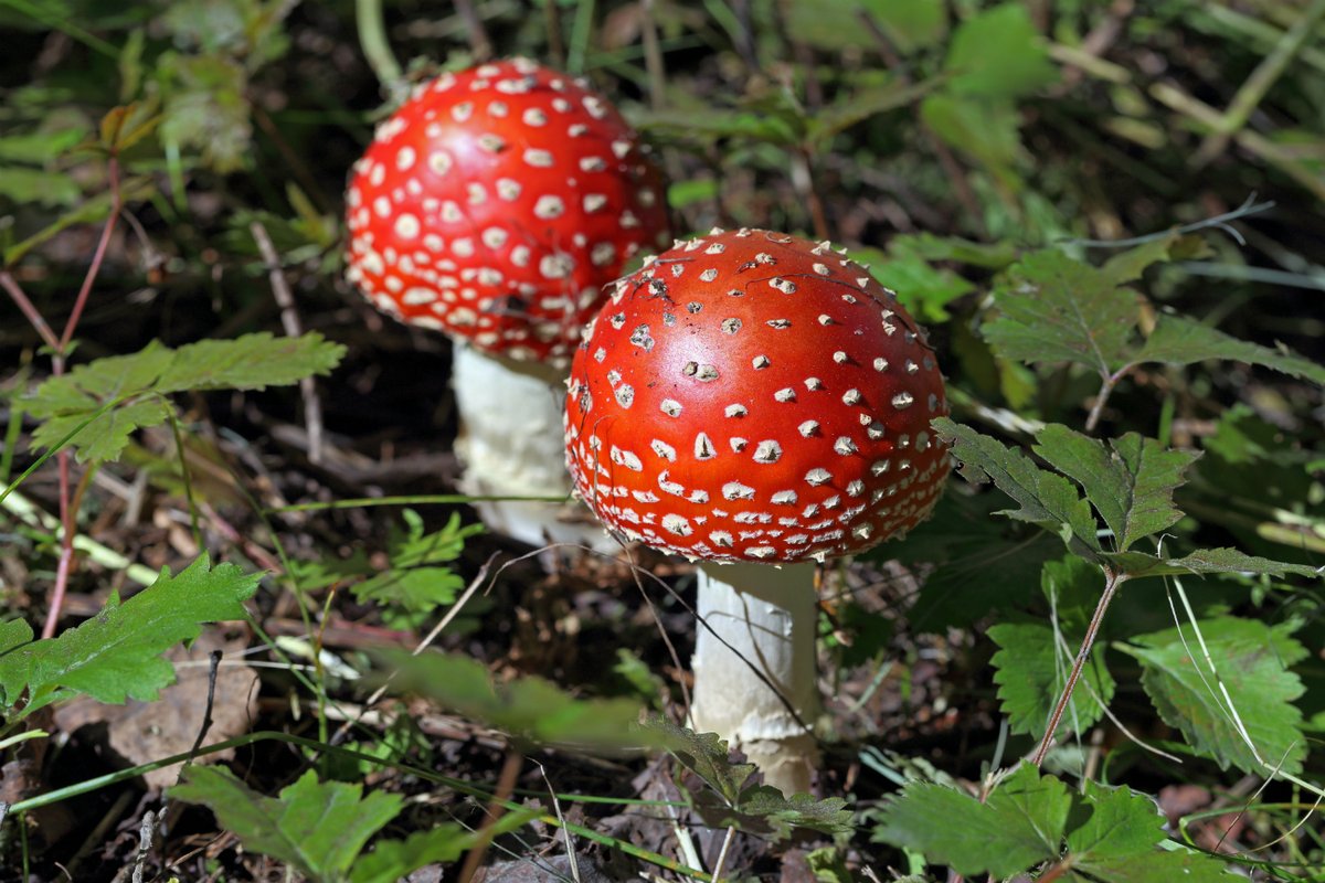 鍋、ベニテングダケ ベニテングタケ（Amanita muscaria） 非常に危険な毒キノコだが、中毒