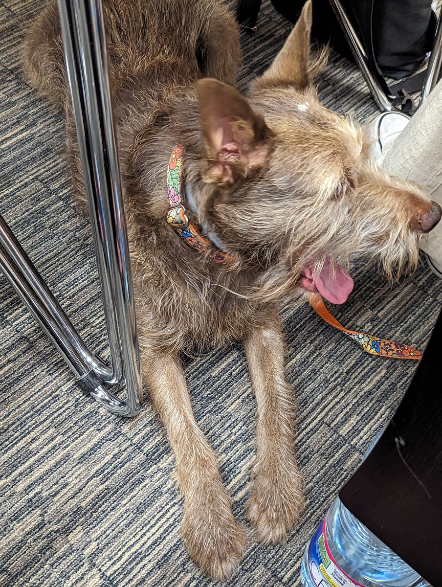 Tamas Farago (tamsa) (@tamsa42) on Twitter photo Enjoying #CSF2023? 😎 <a href="/CanineForum/">Canine Science Forum</a> Enjoying #CSF2023? 😎 <a href="/CanineForum/">Canine Science Forum</a>