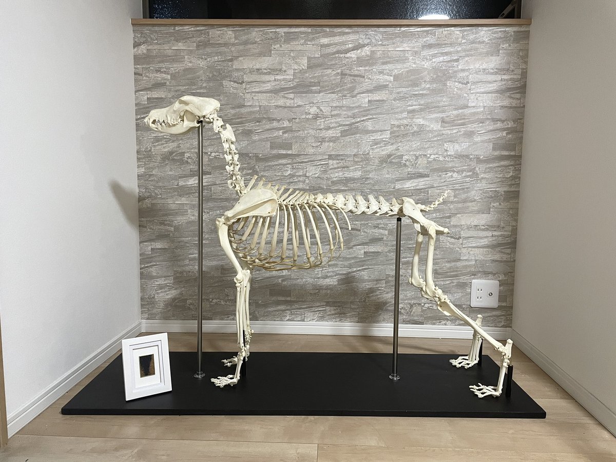 ドーベルマンの全身骨格標本できました。（ご依頼品） めっちゃ大変だった