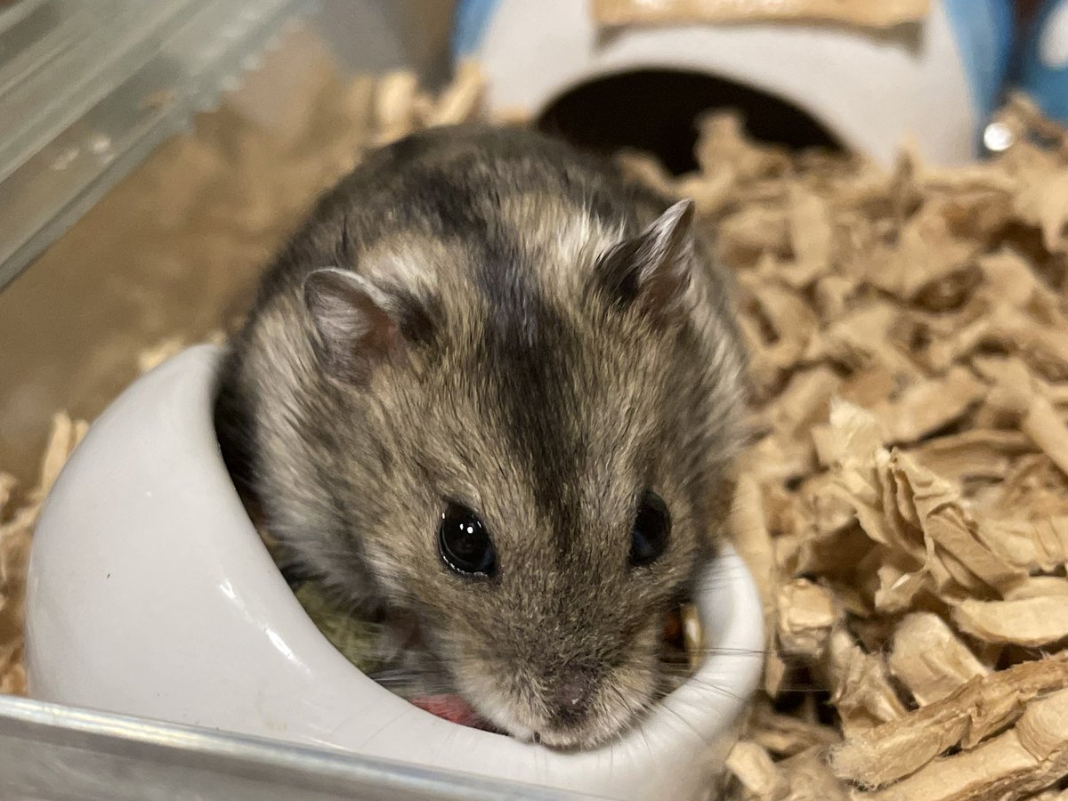 hlUutqn1jmsFbvW's tweet photo. 鼻がハゲてるなYou have a bald nose. #くり三郎 #Shorts #ハムスター #hamster #薔薇です🌹#barade... https://t.co/VScEGzTtUN @YouTubeより https://t.co/a7vVx0rTiT