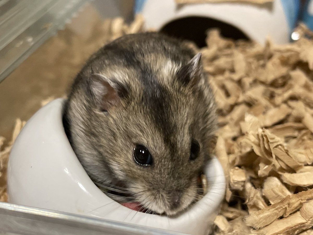 hlUutqn1jmsFbvW's tweet photo. 鼻がハゲてるなYou have a bald nose. #くり三郎 #Shorts #ハムスター #hamster #薔薇です🌹#barade... https://t.co/VScEGzTtUN @YouTubeより https://t.co/a7vVx0rTiT