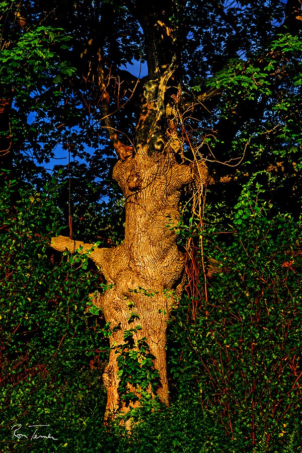 I saw this tree yesterday in Pelham Bay Park.  I felt as if it was flashing me. #tree #trees #treestreestrees #pelhambaypark