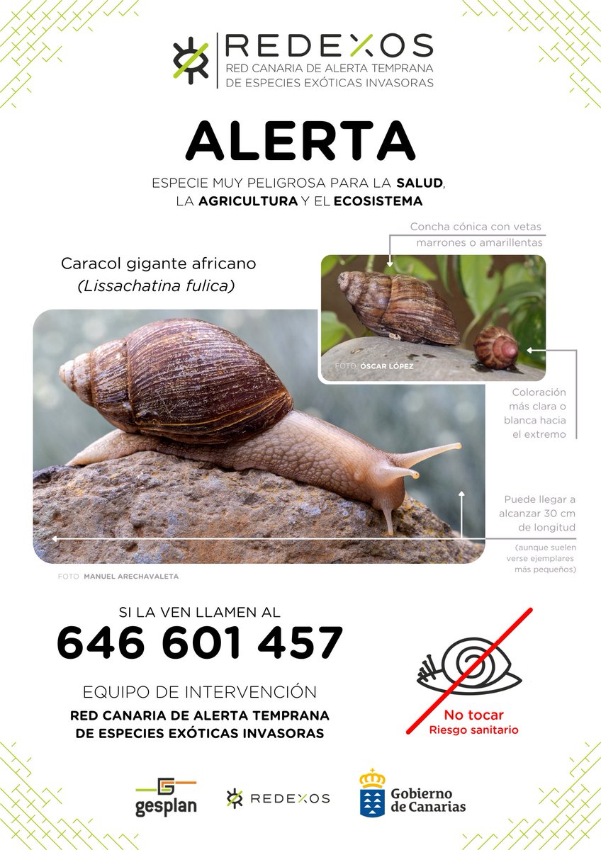 Primera detección en Canarias (TF) de esta peligrosa especie invasora. Puede transmitir una forma de meningitis 🥴y ataca a nuestros principales cultivos (🍌,🍅) así como a muchas plantas silvestres. Si la ves no la toques y avísanos enseguida (☎️ 646 601 457) <a href="/EcologicaGobCan/">Transición Ecológica y Energía</a>