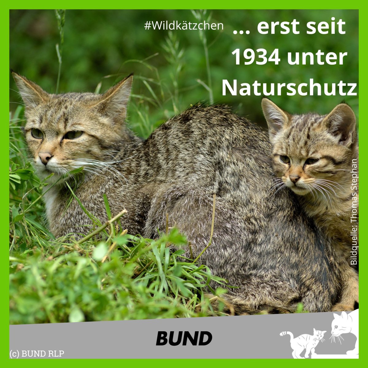 BundSachsen's tweet photo. Vor ca. 300 Jahren wurden Tiere in ein Nützlich-Schädlich-Schema eingeteilt. Die Wildkatze galt als ‚Raubwild‘ - also schädlich. Das Töten von Wildkatzen wurde in vielen Ländern mit Prämien belohnt. Erst 1934 wurde sie unter Naturschutz gestellt und die Jagd verboten. #BUNDRLP 🐱 https://t.co/3xOK433VBS