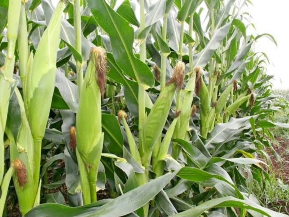 The first All-India Co-ordinated Research Project was initiated on Maize In 1957 by Indian Council of Agricultural Research, New Delhi, India. In India, maize is principally grown in two seasons, kharif (83%of total maize area and rabi (17% of total maize area.