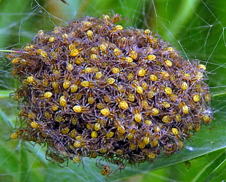 Maybe I should revise my count for how many Raft Spider I saw on Monday, probably 300+ if including this 'ball' of youngsters! #LytchettFields @BritishSpiders