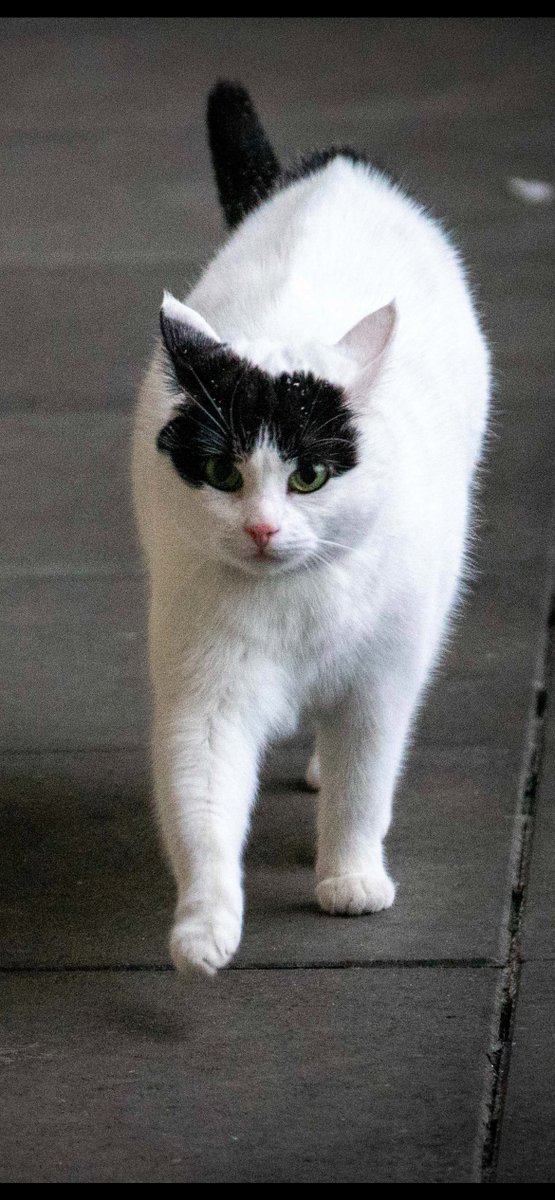 We have lost our cat July 8th.

Mimi is a white cat with black tail and face. She has a chip. We live at Singel 463 Amsterdam. 

We think she may have fallen off the roof, got stuck and someone may have let her out into the street. Please help find her. RT
mike.cookson@gmail.com