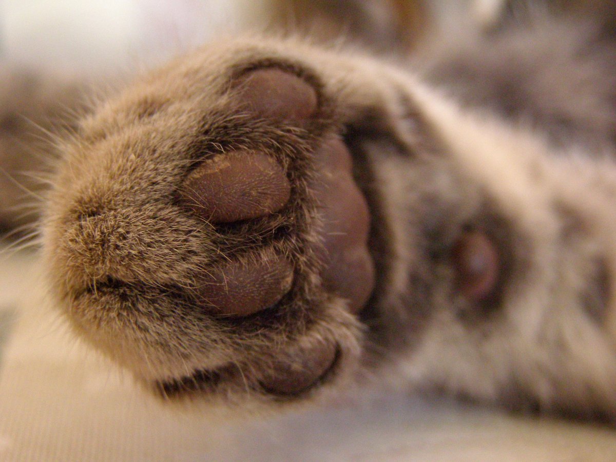 Drôle de chats tweet media